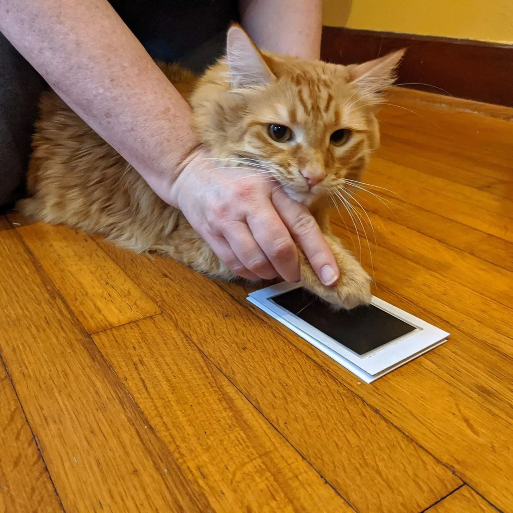 Ink Print Kit Paw Pad